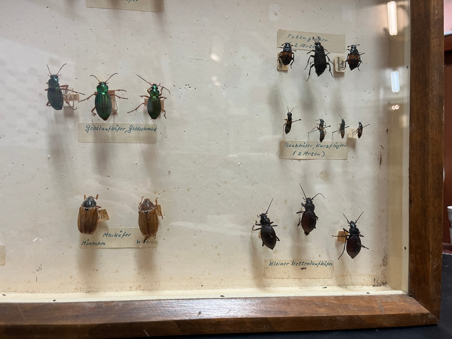 Historische Käfersammlung „Käfer des Bergischen Landes“ in Holzvitrine