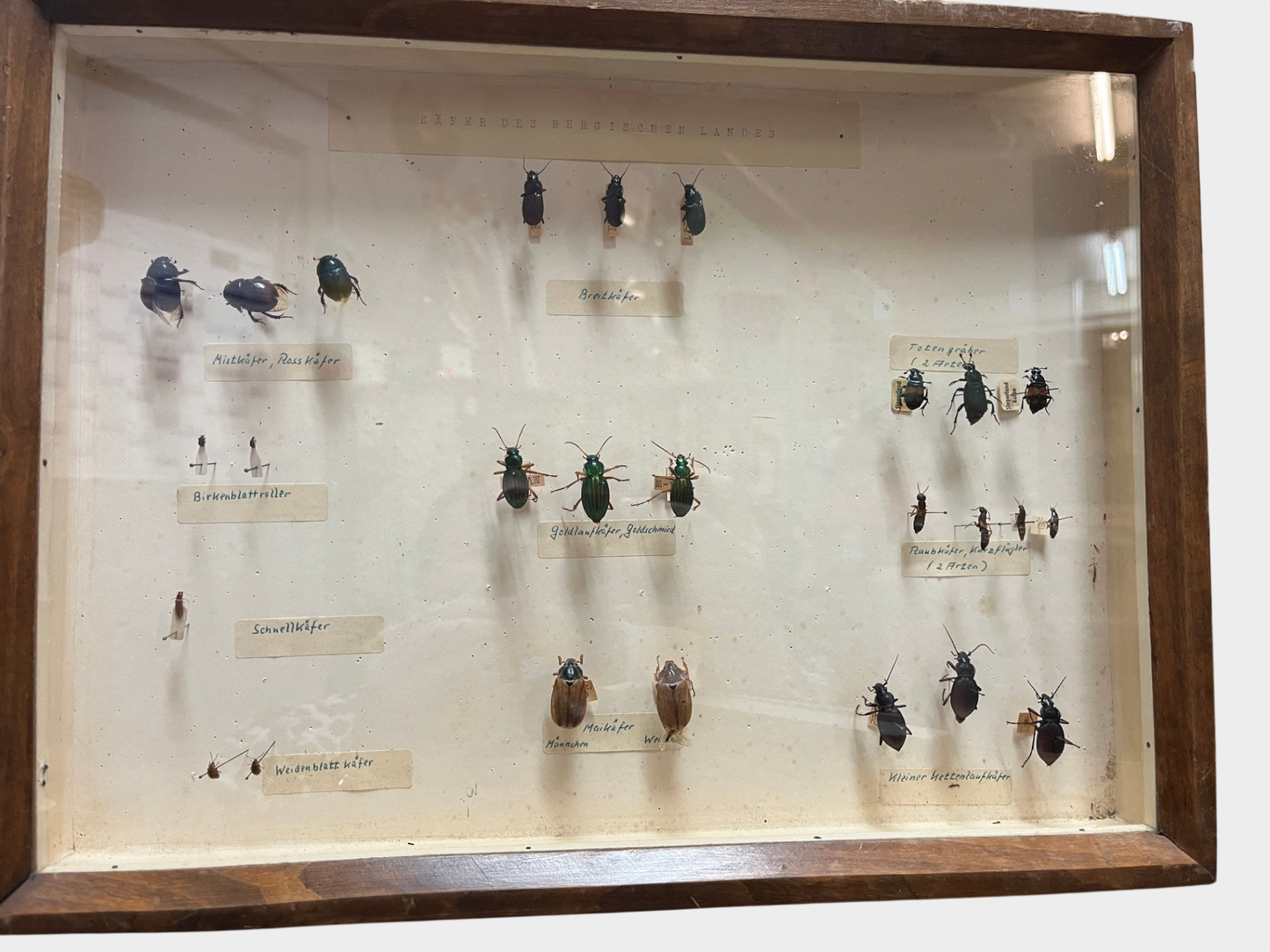 Historische Käfersammlung „Käfer des Bergischen Landes“ in Holzvitrine