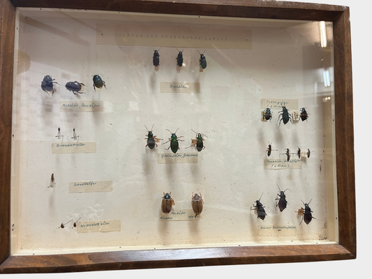 Historische Käfersammlung „Käfer des Bergischen Landes“ in Holzvitrine