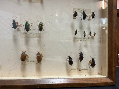 Historische Käfersammlung „Käfer des Bergischen Landes“ in Holzvitrine
