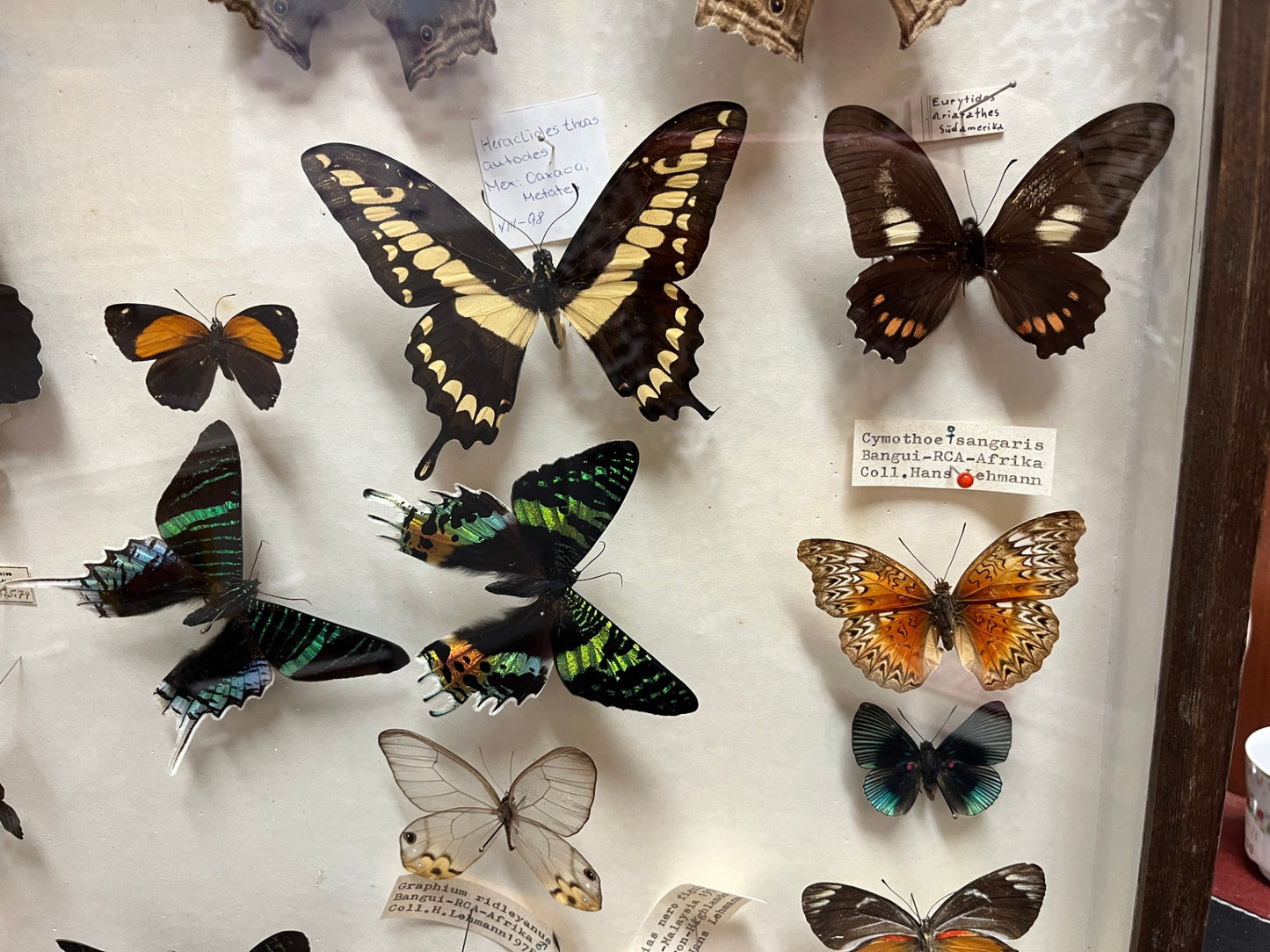 Schmetterlingssammlung Vitrine 25 Präparate Entomologie Naturkunde
