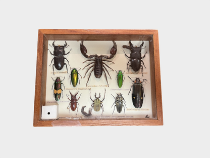 Insekten Sammlung Käfer Skorpion Präparate Schaukasten Holz 23 cm