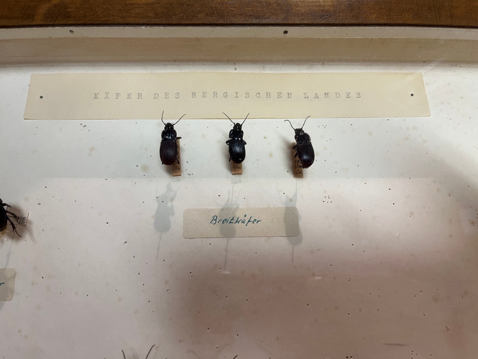 Historische Käfersammlung „Käfer des Bergischen Landes“ in Holzvitrine