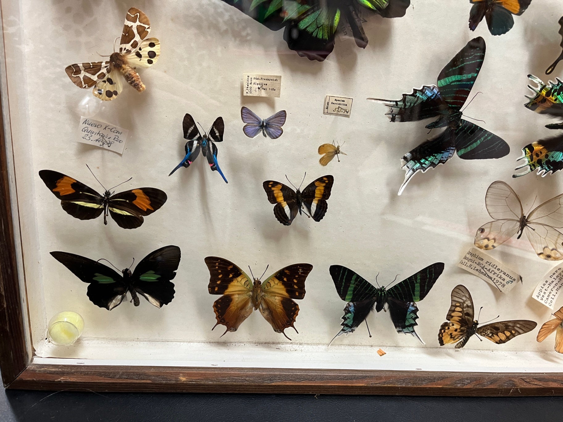 Schmetterlingssammlung Vitrine 25 Präparate Entomologie Naturkunde