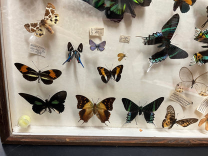 Schmetterlingssammlung Vitrine 25 Präparate Entomologie Naturkunde