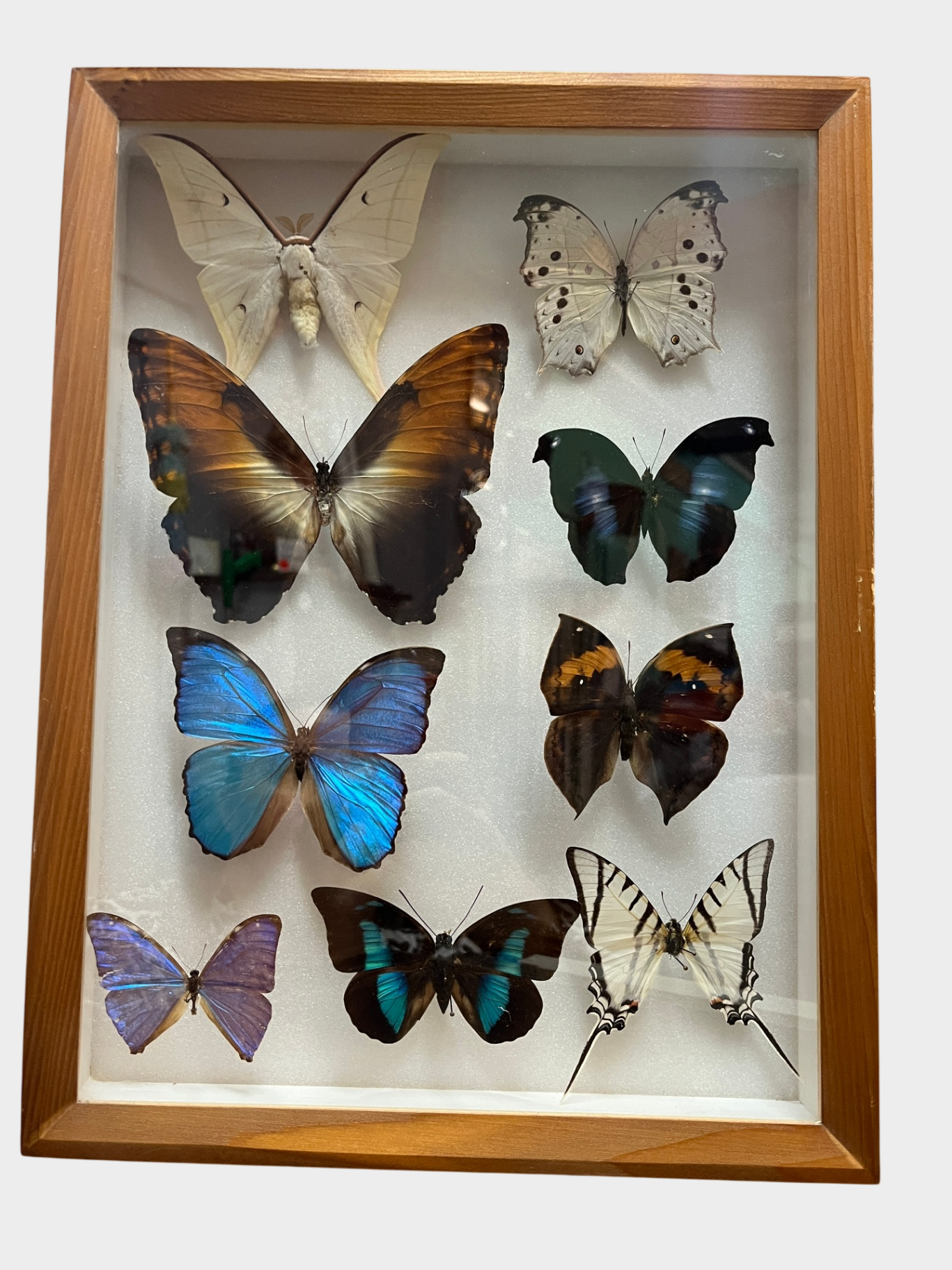 Exotische Schmetterlingssammlung im Holzrahmen