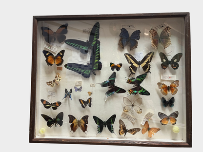 Schmetterlingssammlung Vitrine 25 Präparate Entomologie Naturkunde