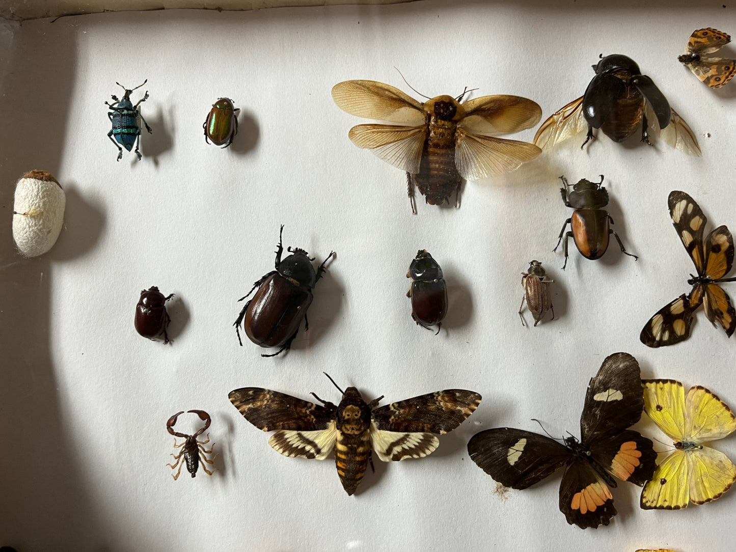 Insektensammlung Schaukasten Holz Glas Morpho Falter Schmetterling Käfer