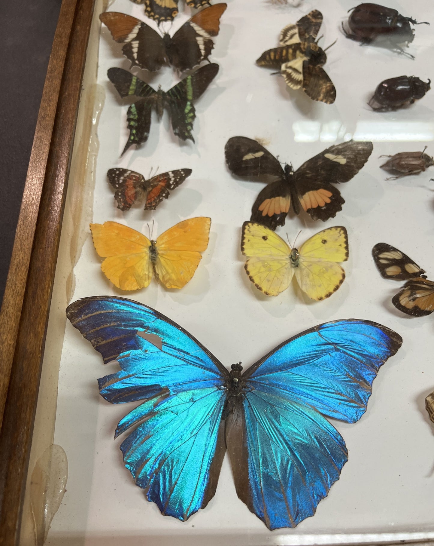 Insektensammlung Schaukasten Holz Glas Morpho Falter Schmetterling Käfer