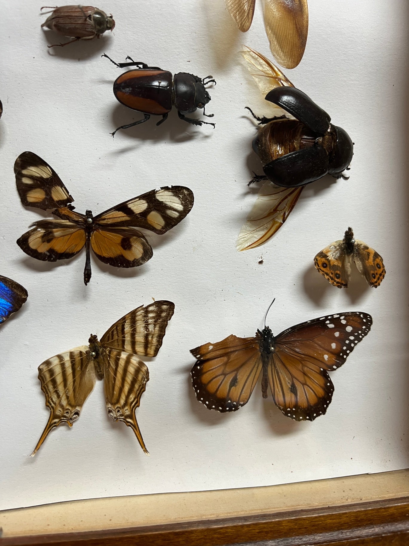 Insektensammlung Schaukasten Holz Glas Morpho Falter Schmetterling Käfer