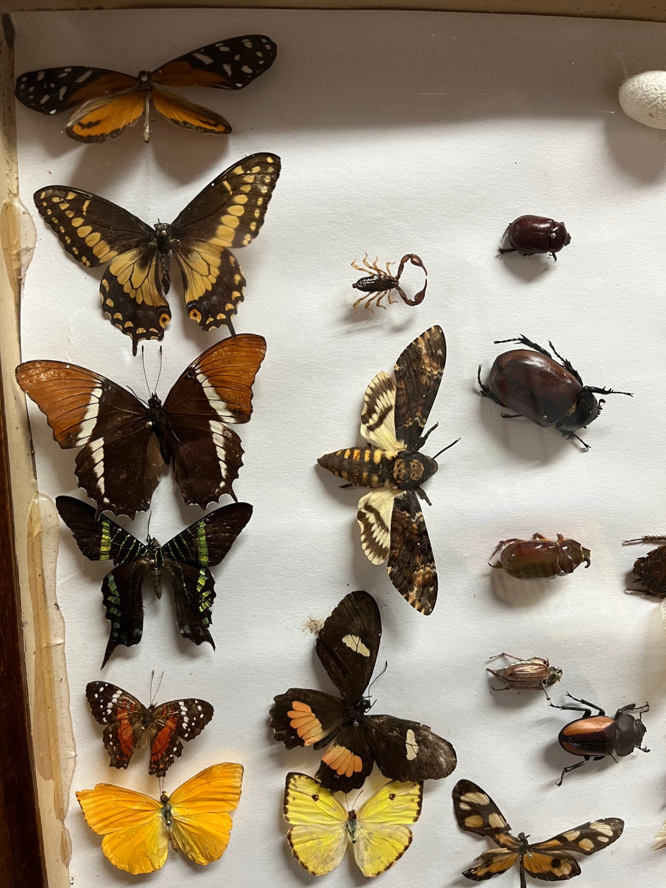 Insektensammlung Schaukasten Holz Glas Morpho Falter Schmetterling Käfer