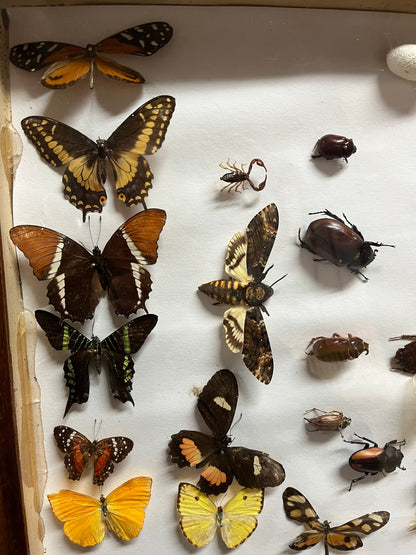 Insektensammlung Schaukasten Holz Glas Morpho Falter Schmetterling Käfer