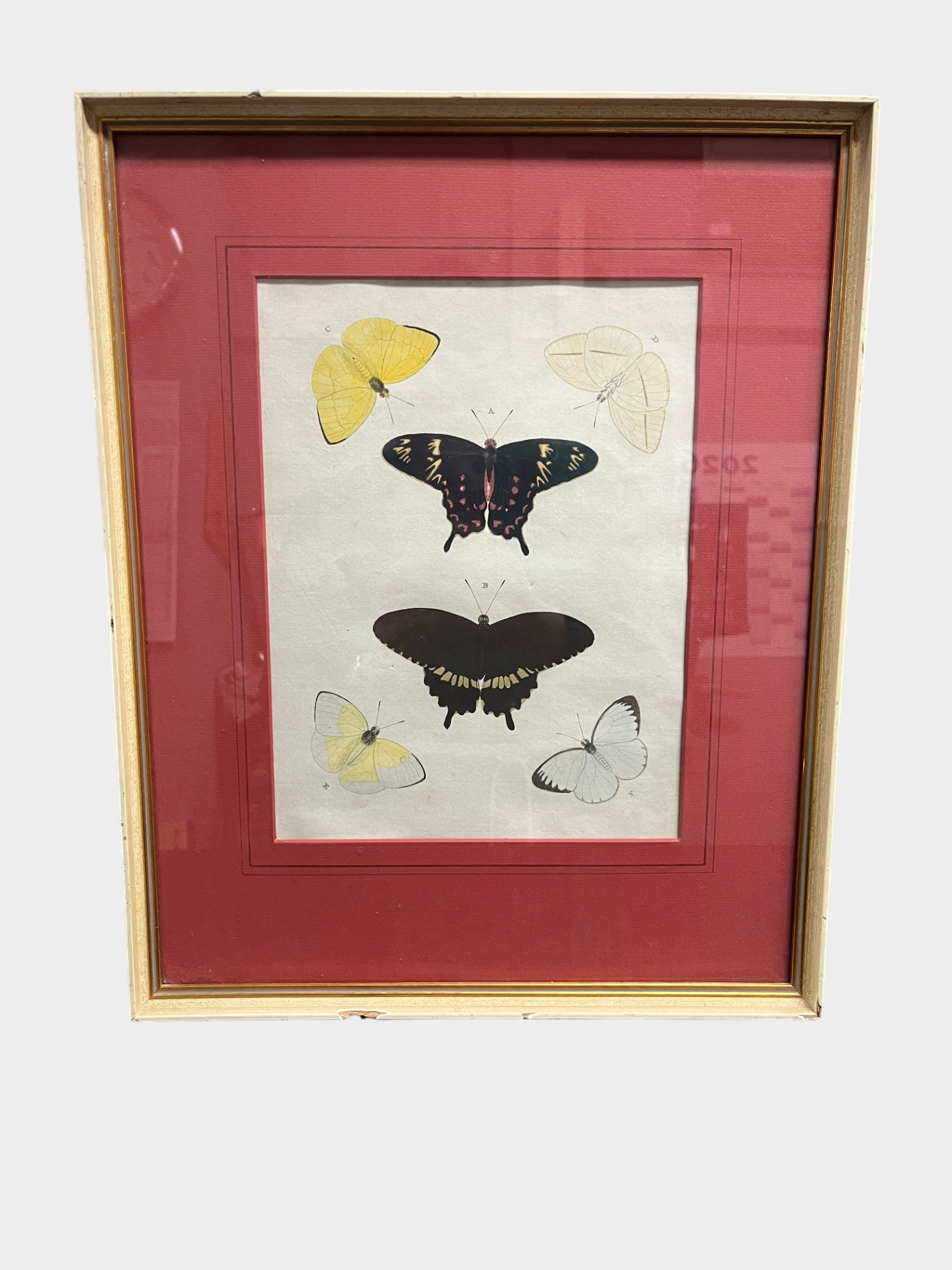 Gerahmter Kupferstich Schmetterlinge „Les Papillons d’Europe“ 1779 Naturkunde Druck