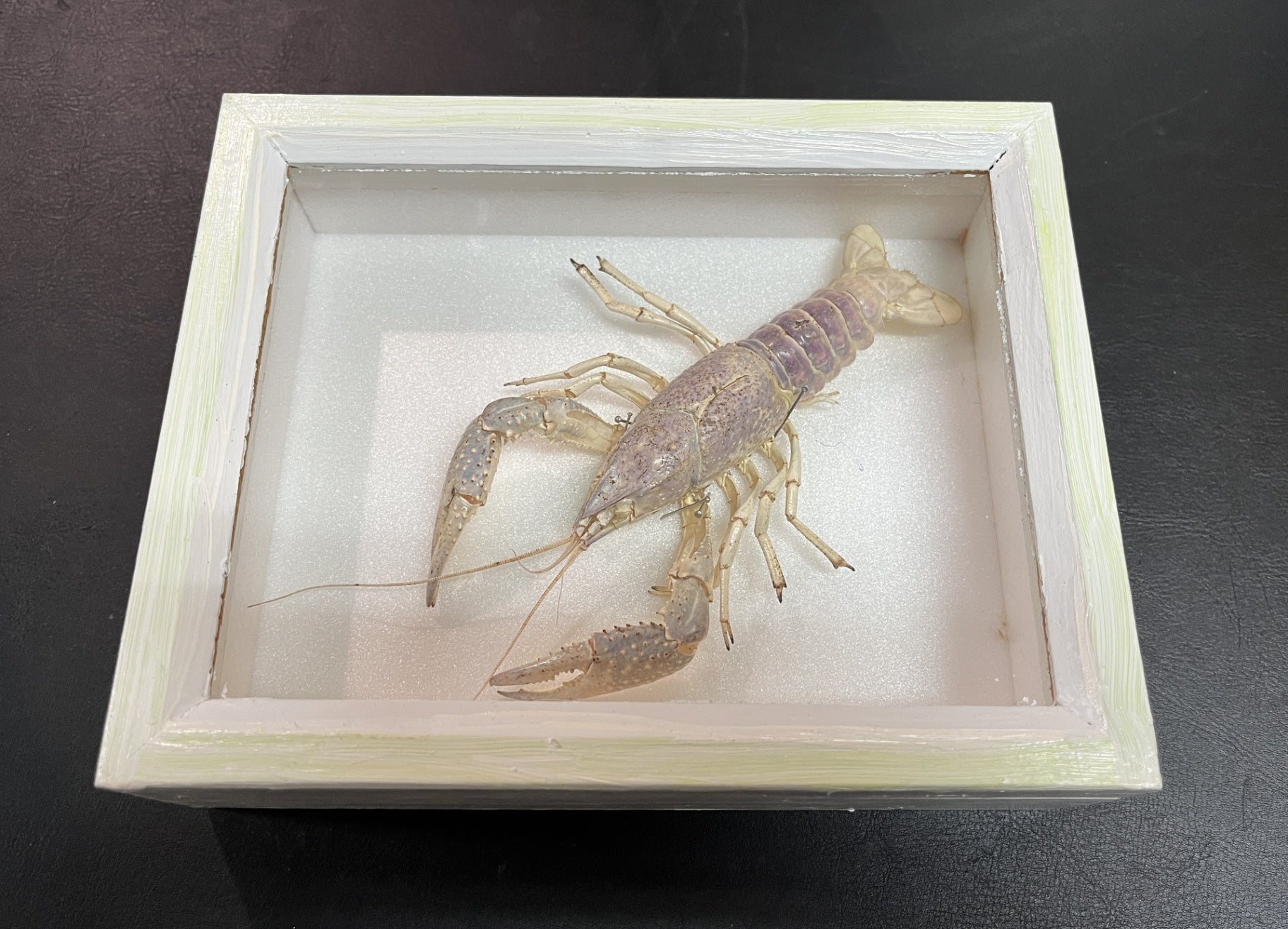 Präparierter Krebs im Schaukasten Dekoration Naturkunde Vitrine