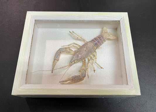 Präparierter Krebs im Schaukasten Dekoration Naturkunde Vitrine